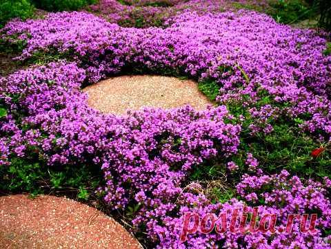 Тимьян ползучий (Thymus serpyllum) C2 15 – 20, цена в Оренбурге от компании Зеленый Сад Оренбург