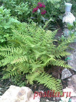 Папоротник. Растения из леса в вашем саду