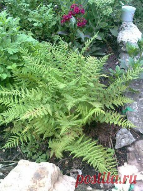 Папоротник. Растения из леса в вашем саду