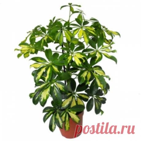 Шефлера (шеффлера) в домашних условиях. Уход за шефлерой. | Начинающему цветоводу