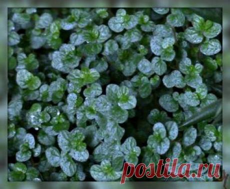 
	 


	 ​Знакомлю вас с совершенно неприхотливым растением представляю гелксину.


	  Растение в диком виде