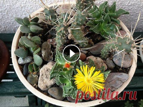 Суккуленты. Идеи для красивых композиций из суккулентов своими руками Суккуленты. Идеи для красивых композиций из суккулентов своими рукамиgroups/kvituzhitomir/...