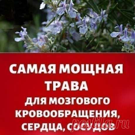 ЧЕМ ПОЛЕЗЕН РОЗМАРИН?