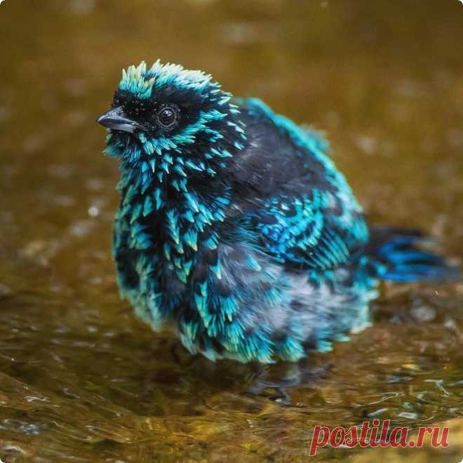 Берилловая танагра / Beryl-spangled tanager (лат.Tangara nigroviridis)
