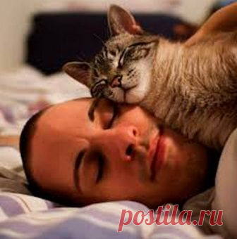 Почему кот спит на человеке: что означают его позы и выбранное место - interesno.win