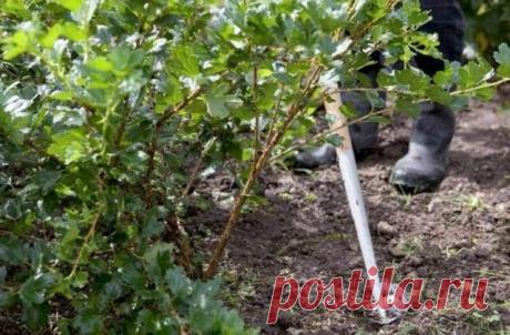 Осенний уход за крыжовником по правилам. Обрезка, полив, подкормка