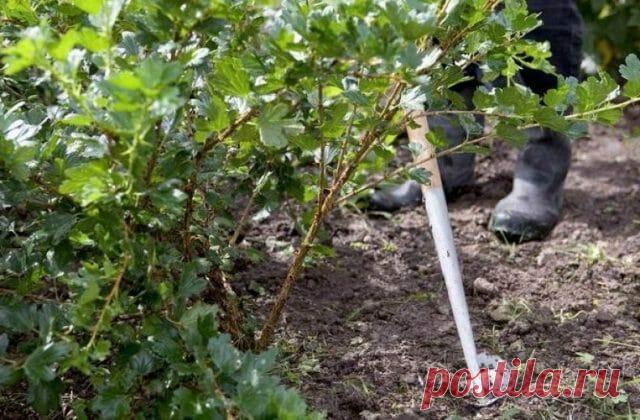 Осенний уход за крыжовником по правилам. Обрезка, полив, подкормка