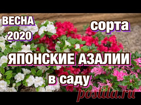 Японская АЗАЛИЯ в саду/ Цветение/ Сорта