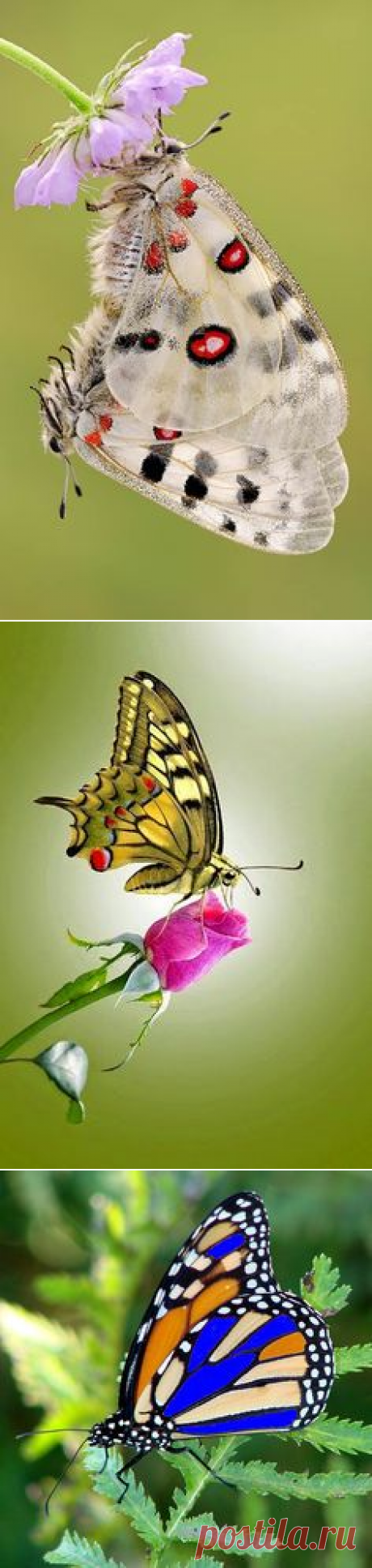 (32) Pinterest