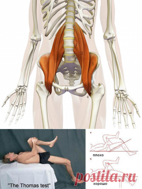 Ключ к мышцам кора: поясничная мышца (psoas)