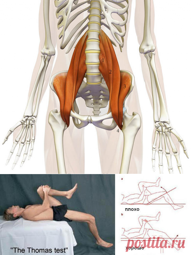 Ключ к мышцам кора: поясничная мышца (psoas)
