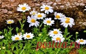 Цветы обои на рабочий стол - страница 80