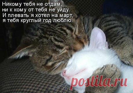 Любишь кошек,присоединяйся!! &gt;&gt; https://ok.ru/milota