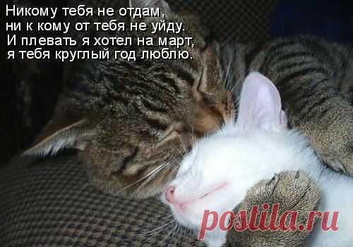 Любишь кошек,присоединяйся!! >> http://ok.ru/milota