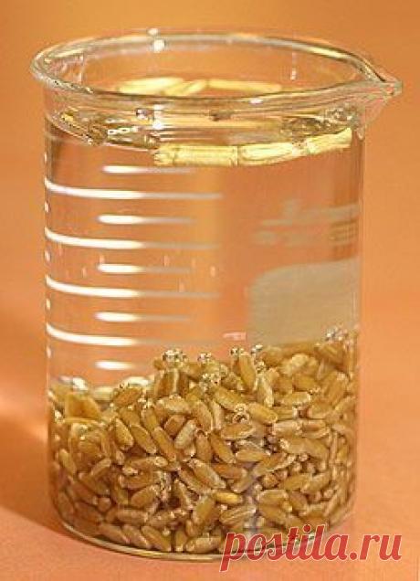 Как ускорить прорастание семян.