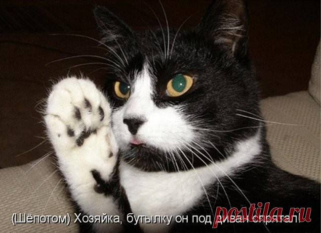 Котоматрица.