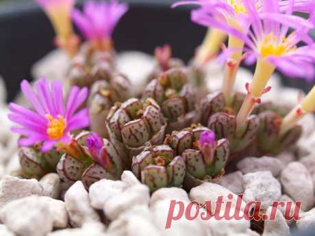 7 растений, с которыми можно забыть о поливе