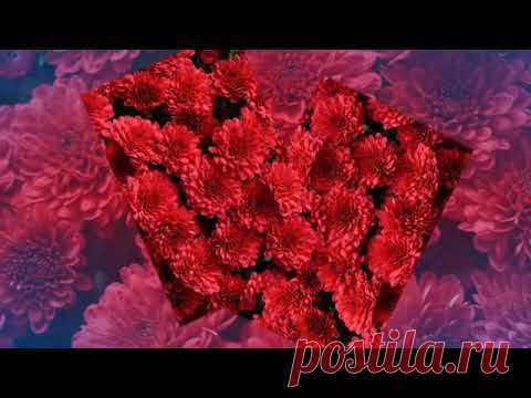 Отцвели уж давно хризантемы в саду...  ( Олег Погудин)