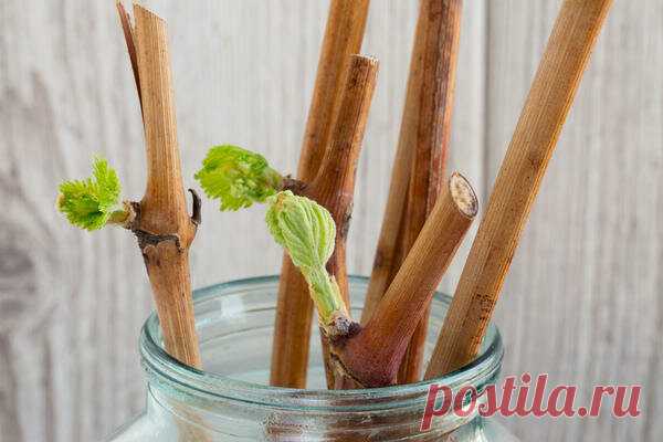 Закаленная лоза. Один из способов размножения винограда. | Просто советы | Яндекс Дзен