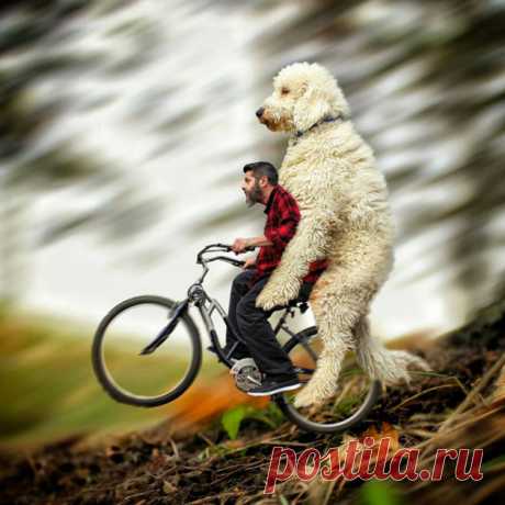 Популярное в Сети: мой гигантский друг-пёс