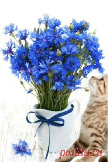 Совет дня: Не разрушайте своё СЕГОДНЯ...
Вчерашними ЗАБОТАМИ...
и завтрашними СОМНЕНИЯМИ...
C Добрым утром,Друзья!
Тепла Вам ,хороших событий и чтоб все складывалось хорошо!