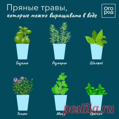 Пряные травы, которые можно выращивать в воде