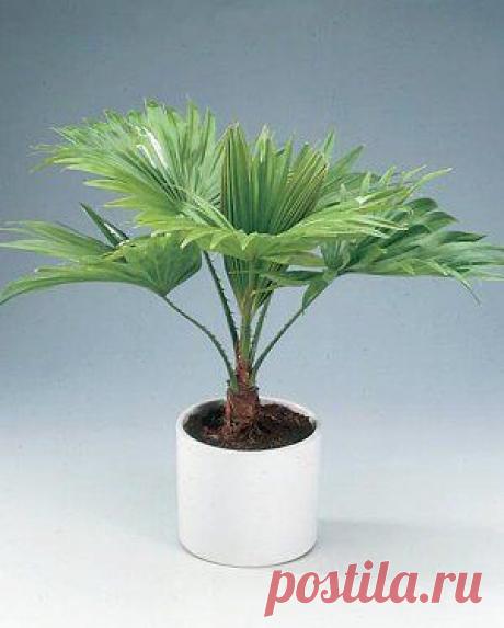 Почему желтеет пальма?