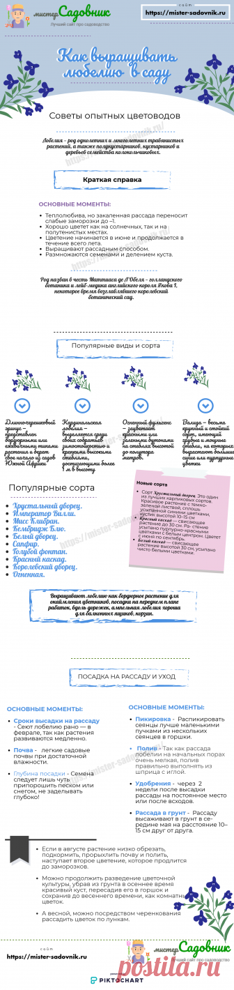 Цветок лобелия - описание с фото и правила выращивания