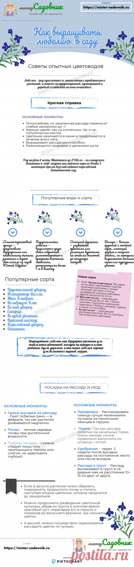 Цветок лобелия - описание с фото и правила выращивания