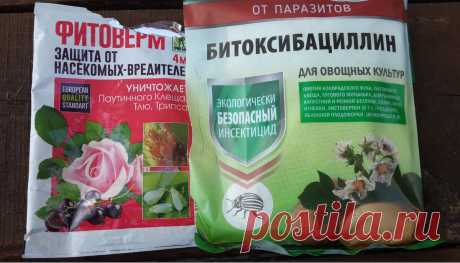 Наступила жара - пора обработать огурцы от паутинного клеща | Ленивый огород | Яндекс Дзен