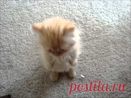My Orange Napoleon Kitten -  Strawberry Princess
