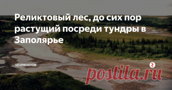 Реликтовый лес, до сих пор растущий посреди тундры в Заполярье Несколько лет назад, путешествуя на байдарке вдоль побережья Баренцева моря - от Нарьян-Мара до Вайгача, мы попали в заброшенную деревню Синькин Нос. Деревня та нежилая, да и домов там в общем не осталось. Но жил там один человек, отшельник.