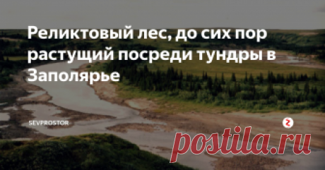 Реликтовый лес, до сих пор растущий посреди тундры в Заполярье Несколько лет назад, путешествуя на байдарке вдоль побережья Баренцева моря - от Нарьян-Мара до Вайгача, мы попали в заброшенную деревню Синькин Нос. Деревня та нежилая, да и домов там в общем не осталось. Но жил там один человек, отшельник.