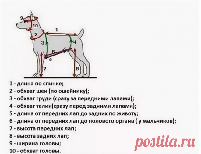 ​Как правильно снять мерки с собаки