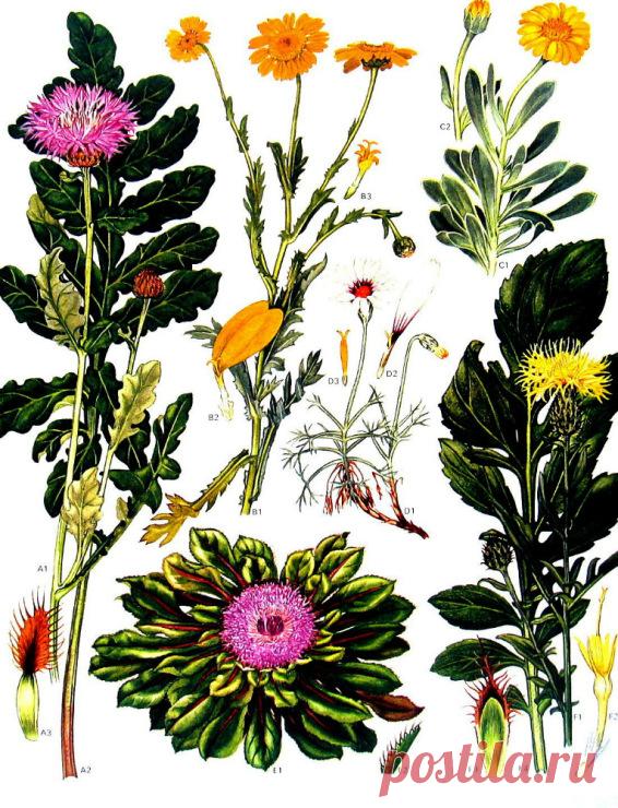 Gallery.ru / Фото #58 - Ботанические иллюстрации - alsu1980