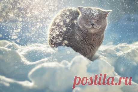 Фотоподборка: как реагируют животные на первый снег » Notagram.ru