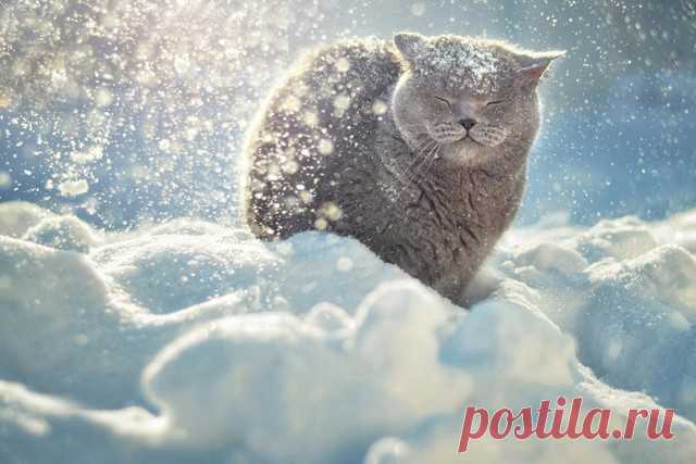Фотоподборка: как реагируют животные на первый снег » Notagram.ru