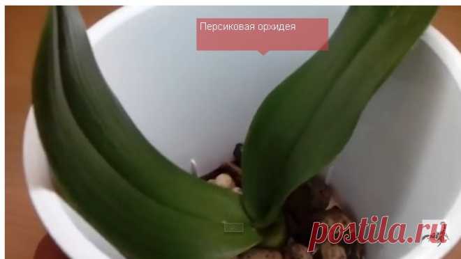 ...циркуляцию воздуха в горшке для орхидеи... — Яндекс.Видео