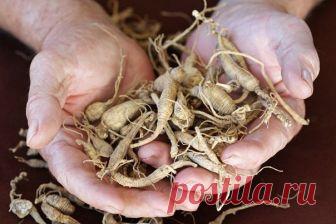 Самые целебные корни Отрывок из интервью с монастырской травницей Еленой Федоровной Зайцевой