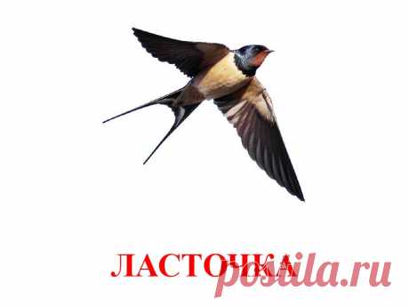 ЛАСТОЧКА.
