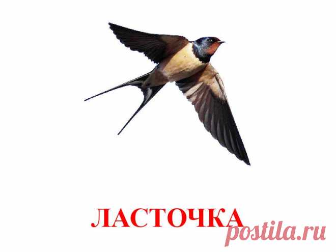 ЛАСТОЧКА.