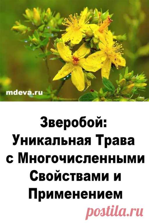 Одним из ключевых свойств зверобоя является его способность улучшать настроение и помогать при легких формах депрессии.....  ЧИТАТЬ ДАЛЕЕ...
https://mdeva.ru/narodnye-sredstva/zveroboj-unikalnaya-trava-s-mnogochislennymi-svojstvami-i-primeneniem/