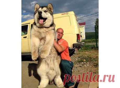 Вот это собачонка !!!!!!!!!!! Класс !!!!!!!!!!!!!!
ПАША )))))))))))
НАША КРОХА ! ПОРОДА МАЛАМУТ! КАК ВАМ ?!