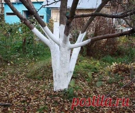 Лечение деревьев, повреждённых грызунами