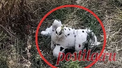 ВСУ при помощи БПЛА подбросили заминированную игрушку в село Харьковской области. Украинские военные при помощи беспилотника подбросили заминированную плюшевую игрушку в село Граково Харьковской области. Читать далее
