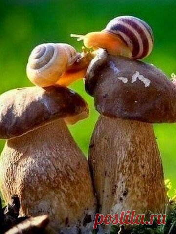 Уютный сад | цветы, дача, флористика, огород