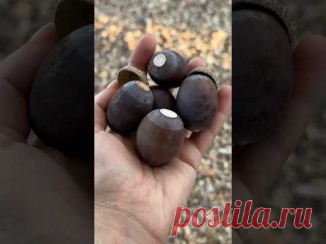 Жёлуди как сливы