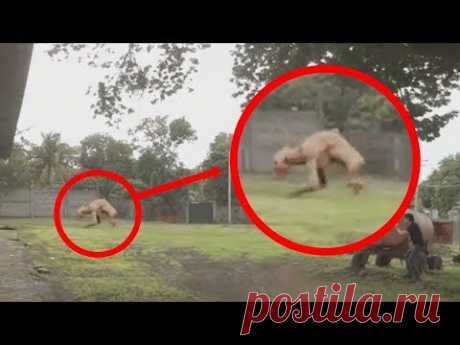 Необъяснимые Существа снятые на Камеру