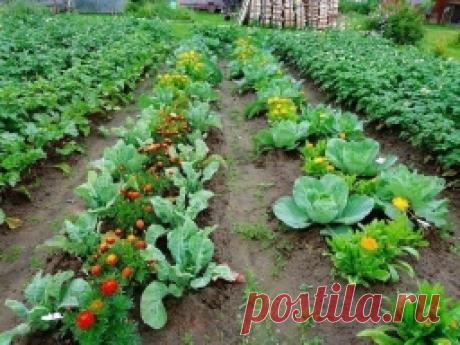 Овощи, которые стоит посадить рядом друг с другом - Садоводка