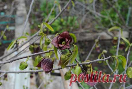 АЗИМИНА ТРЁХЛОПАСТНАЯ (Asimina triloba Dunal) ''Банан Небраски''- пока очень большая редкость. Небольшое  листопадное деревцо, с оригинальными плодами, как по форме, так и по вкусу, способное переносить морозы   до минус 26-27 °С. Плод азимины представляет собой многосеменнную ягоду, формой и внешним видом напоминающую небольших размеров банан. Мякоть плодов кремообразная, тающая во рту. Цвет, аромат и вкус сильно варьируют, в зависимости от степени зрелости плода. По химическому  составу плоды